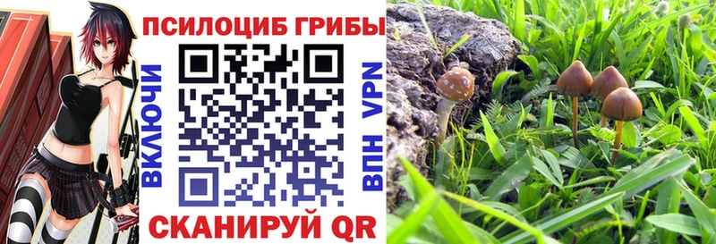 Купить закладки  Рошаль  Псилоцибиновые грибы мицелий 